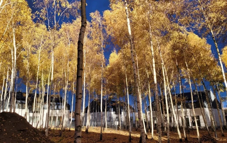 fe5c6c6ad75c774ab40982014858c-62